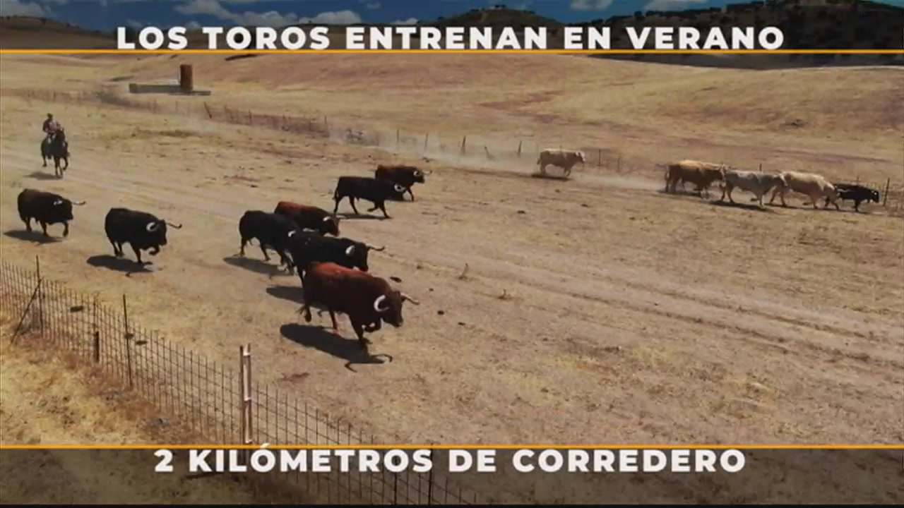 Toros para todos El entrenamiento del toro bravo de la ganadería