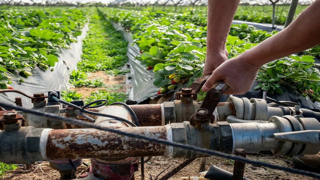 Los Agricultores De Huelva Usan Mallas Y Sondas De Humedad Para Ahorrar