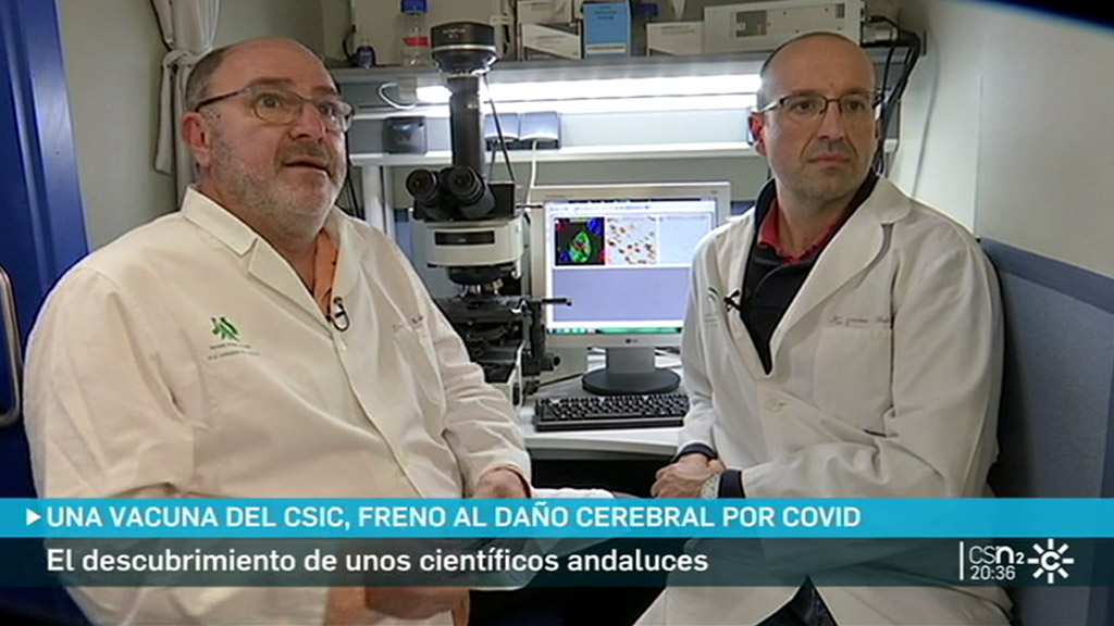 Andalusian researchers show CSIC vaccine protects against covid brain damage