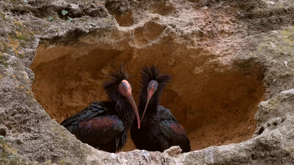pareja de ibis eremita